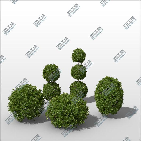 images/goods_img/20210312/Boxwood Bundle vol1/2.jpg